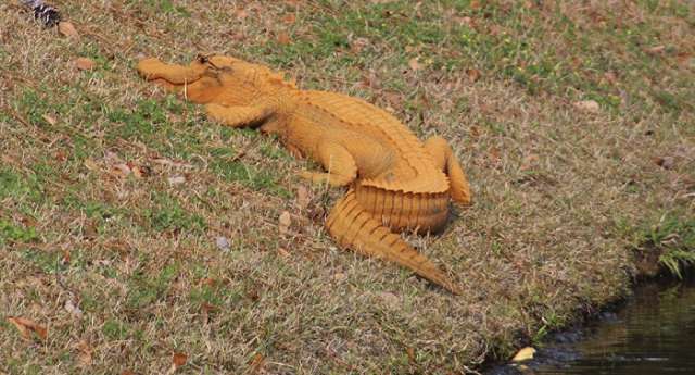 Mysterious orange alligator confuses South Carolina residents